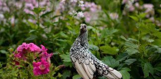 Уникальные породы кур, которые поразят ваше воображение