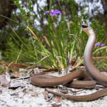 Чешуеног обыкновенный (Pygopus lepidopodus) Чешуеног обыкновенный (Pygopus lepidopodus)