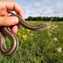 Стеклянная ящерица (Ophisaurus attenuatus) Стеклянная ящерица (Ophisaurus attenuatus)
