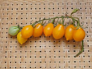 Томат «Джаджу» (Giagiù, Yellow Piennolo del Vesuvio) Томат «Джаджу» (Giagiù, Yellow Piennolo del Vesuvio)