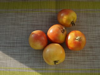 Томат «Зимний Маллоркан» (Mallorca de cogar, Ramillette) Томат «Зимний Маллоркан» (Mallorca de cogar, Ramillette)
