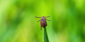 Чем обработать участок от клещей и других насекомых