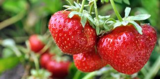 Как ухаживать за клубникой весной — обработка и подкормка