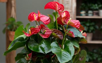 10 правил выращивания антуриума для длительного цветения