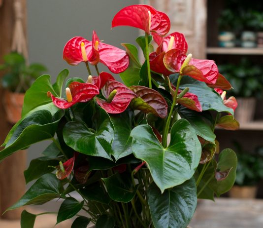 10 правил выращивания антуриума для длительного цветения - Комнатные растения 10 правил выращивания антуриума для длительного цветения