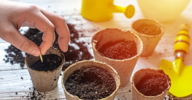 Горшки с грунтом для рассады Горшки с грунтом для рассады