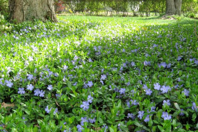 Барвинок малый (Vinca Minor) Барвинок малый (Vinca Minor)