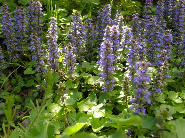 Живучка ползучая (Ajuga reptans) Живучка ползучая (Ajuga reptans)