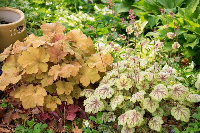 Гейхера (Heuchera) Гейхера (Heuchera)
