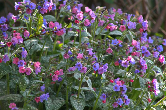Медуница (Pulmonaria) Медуница (Pulmonaria)