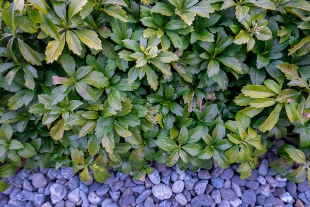 Пахизандра верхушечная (Pachysandra terminalis) Пахизандра верхушечная (Pachysandra terminalis)