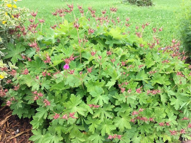 Герань крупнокорневищная (Geranium macrorrhizum) Герань крупнокорневищная (Geranium macrorrhizum)