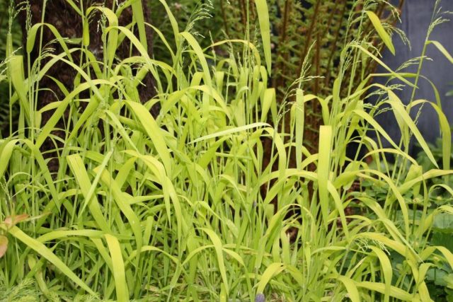 Бор развесистый (Milium effusum) Бор развесистый (Milium effusum)