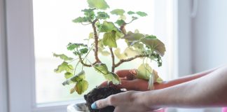 Что делать с комнатными цветами, которые вам подарили?