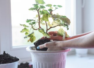 Что делать с комнатными цветами, которые вам подарили?