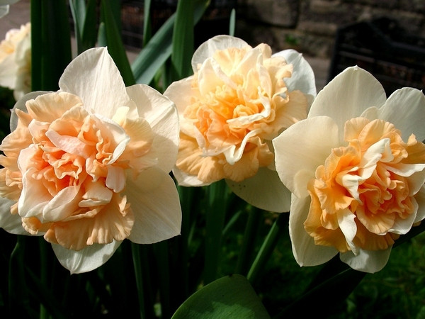 Нарцисс «Флауер Сюрпрайз» (Narcissus 'Flower Surprise')