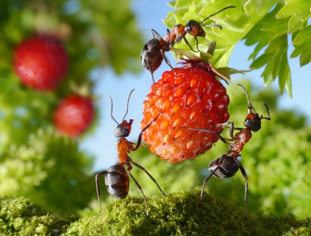 Сила и хитрость «Великого Воина» — муравьи отступают и сдаются