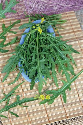 Сорт рукколы дикой «Стрелы купидона» Сорт рукколы дикой «Стрелы купидона»