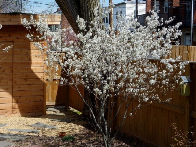 Ирга Ламарка (Amelanchier x grandiflora) Ирга Ламарка (Amelanchier x grandiflora)