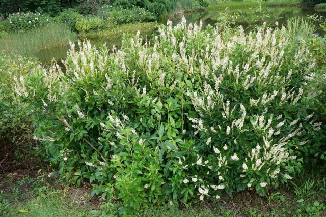 Клетра ольхолистна (Clethra alnifolia) Клетра ольхолистна (Clethra alnifolia)