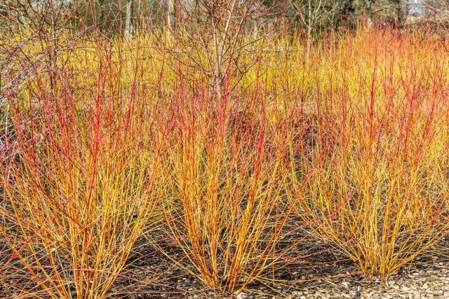 Дерен (Cornus) Дерен (Cornus)