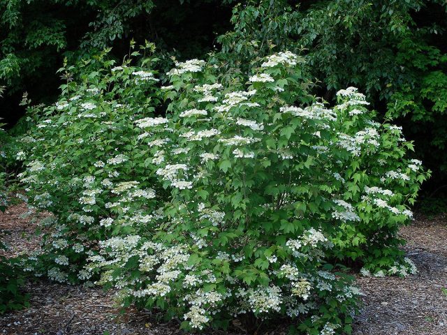 Калина обыкновенная (Viburnum opulus) Калина обыкновенная (Viburnum opulus)