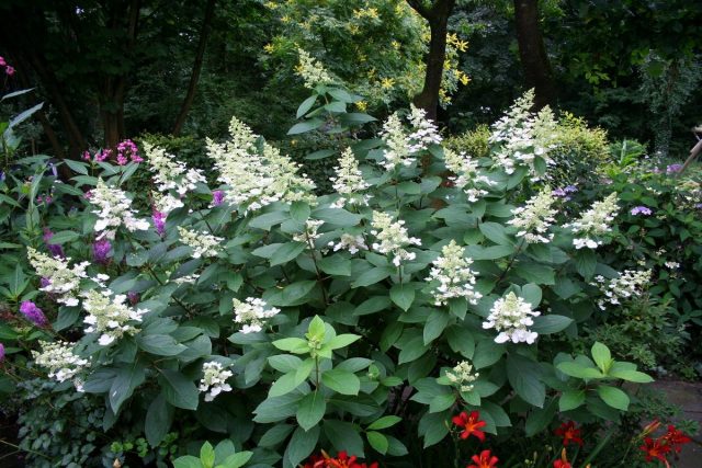 Гортензия метельчатая (Hydrangea paniculata) Гортензия метельчатая (Hydrangea paniculata)