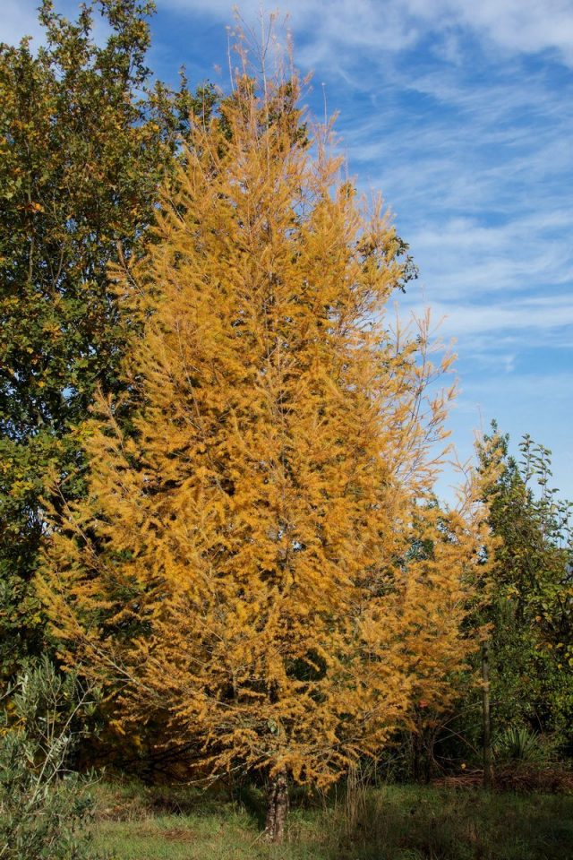 Лиственница европейская (Larix decidua) Лиственница европейская (Larix decidua)
