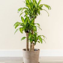 Драцена душистая (Dracaena fragrans), сорт «Массанжеана» (Massangeana) Драцена душистая (Dracaena fragrans), сорт «Массанжеана» (Massangeana)