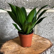 Драцена душистая (Dracaena fragrans), сорт «Компакта» (Compacta) Драцена душистая (Dracaena fragrans), сорт «Компакта» (Compacta)