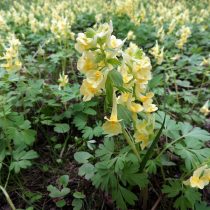 Хохлатка прицветниковая (Corydalis bracteata) Хохлатка прицветниковая (Corydalis bracteata)