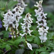 Хохлатка полая (Corydalis cava) Хохлатка полая (Corydalis cava)