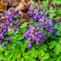 Хохлатка клубневая, или плотная (Corydalis solida) Хохлатка клубневая, или плотная (Corydalis solida)