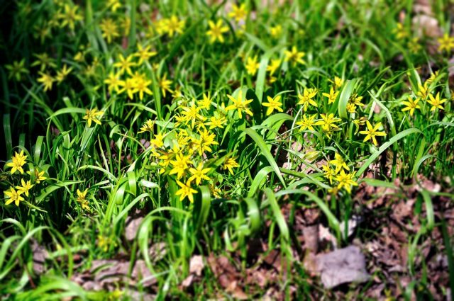 Гусиный лук желтый (Gagea lutea) Гусиный лук желтый (Gagea lutea)