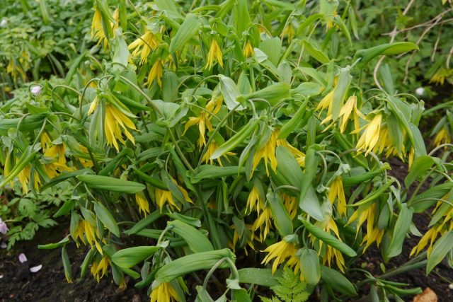 Увулярия крупноцветковая (Uvularia grandiflora) Увулярия крупноцветковая (Uvularia grandiflora)