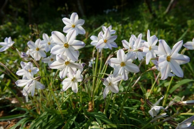 Ифейон одноцветковый (Ipheion uniflorum) Ифейон одноцветковый (Ipheion uniflorum)
