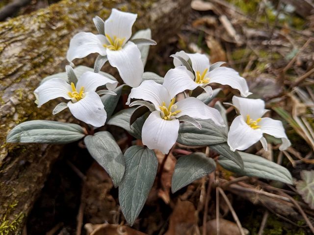 Триллиум снежный (Trillium nivale) Триллиум снежный (Trillium nivale)