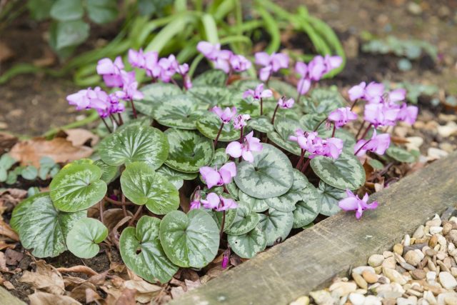 Цикламен косский (Cyclamen coum) Цикламен косский (Cyclamen coum)