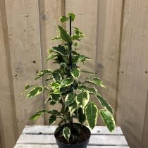 Фикус бенджамина (Ficus benjamina), сорт «Саманта» (Samantha) Фикус бенджамина (Ficus benjamina), сорт «Саманта» (Samantha)