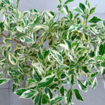 Фикус бенджамина (Ficus benjamina), сорт «Старлайт» (Starlight) Фикус бенджамина (Ficus benjamina), сорт «Старлайт» (Starlight)