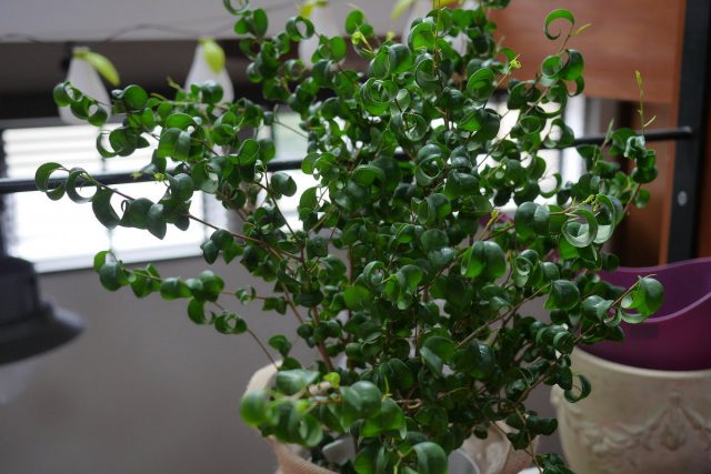 Фикус бенджамина (Ficus benjamina), сорт «Барок» (Barok) Фикус бенджамина (Ficus benjamina), сорт «Барок» (Barok)