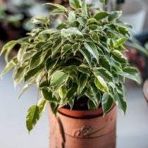 Фикус бенджамина (Ficus benjamina), сорт «Кинки» (Kinky) Фикус бенджамина (Ficus benjamina), сорт «Кинки» (Kinky)
