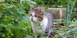 Как отвадить кошек вредить в саду?