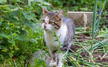 Как отвадить кошек вредить в саду?