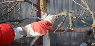 Чтобы подготовить раствор нам необходимы: мел или известь, клеящая основа, фунгицид