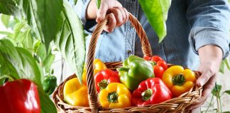 Какие сладкие перцы самые полезные, и что о плодах расскажет их цвет?