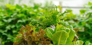 Какую полезную и вкусную зелень нужно посеять весной в первую очередь?