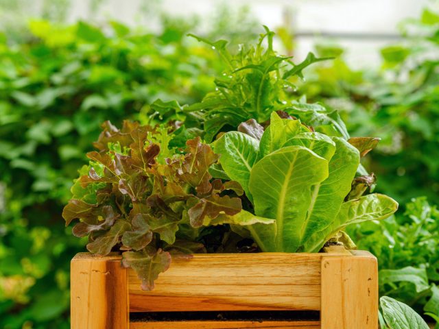 Какую полезную и вкусную зелень нужно посеять весной в первую очередь? Какую полезную и вкусную зелень нужно посеять весной в первую очередь?