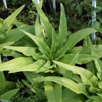 Спаржевый, или стеблевой салат (Lactuca sativa var. angustata) Спаржевый, или стеблевой салат (Lactuca sativa var. angustata)