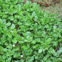 Водяной кресс, или Жеруха (Nasturtium officinale) Водяной кресс, или Жеруха (Nasturtium officinale)